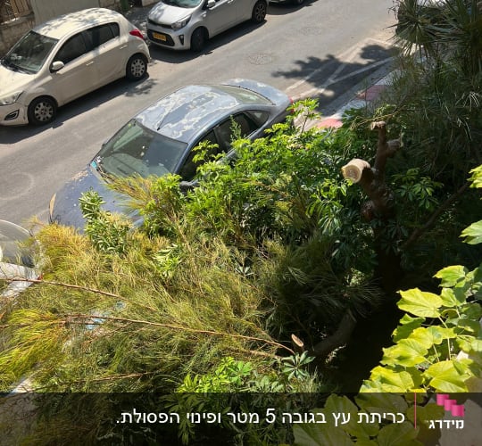 ענפים וגזע עץ לאחר גיזום ליד מכוניות חונות ברחוב
